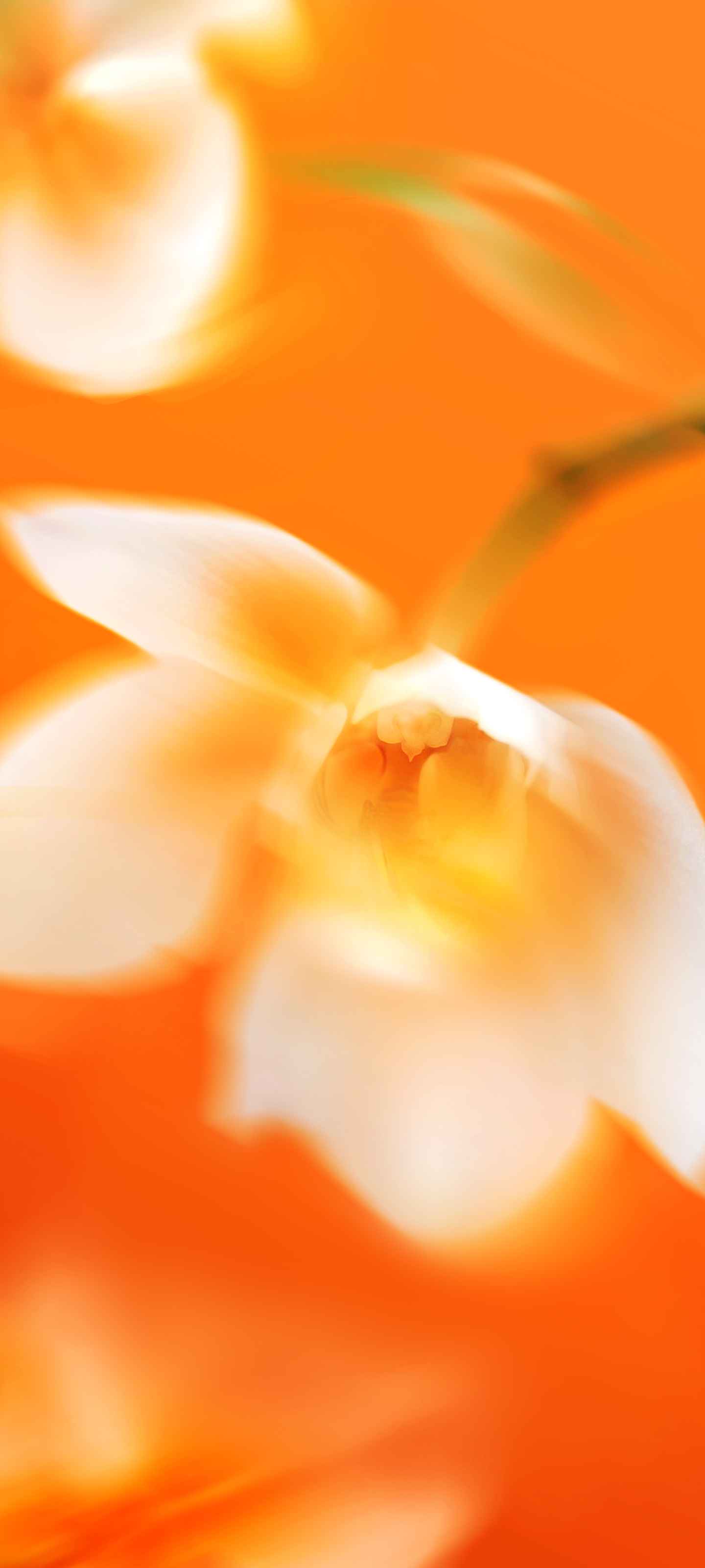 Xiaomi HyperOS 4 Wallpapers 17